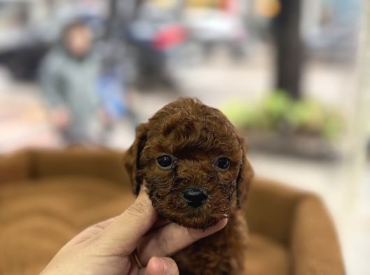 Toy Poodle Yavrular