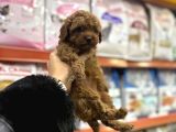 Toy Poodle Yavrular