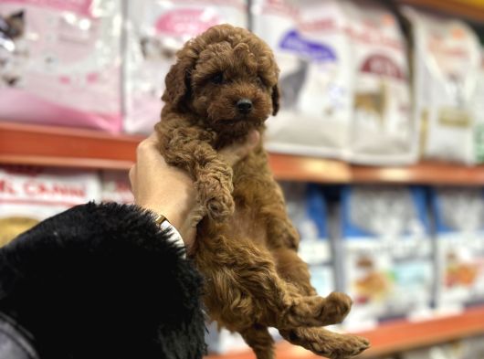 Toy Poodle Yavrular görsel
