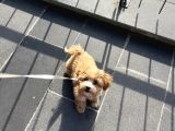 4 Aylik Asilari Yapilmis Maltipoo Yavrusu