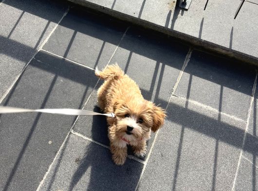 4 Aylik Asilari Yapilmis Maltipoo Yavrusu görsel