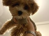 4 Aylik Asilari Yapilmis Maltipoo Yavrusu