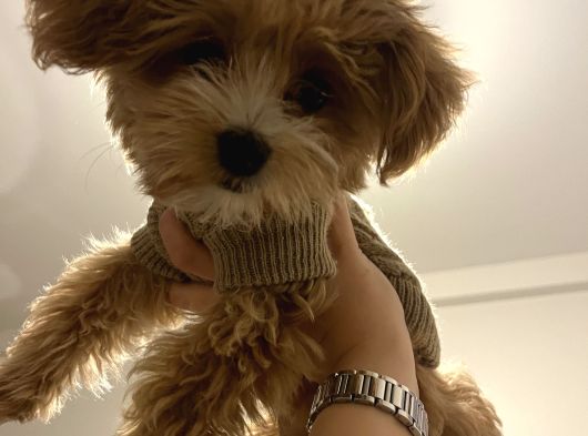 4 Aylik Asilari Yapilmis Maltipoo Yavrusu görsel