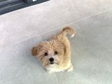 4 Aylik Asilari Yapilmis Maltipoo Yavrusu