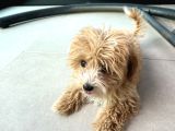 4 aylik asilari yapilmis maltipoo yavrusu