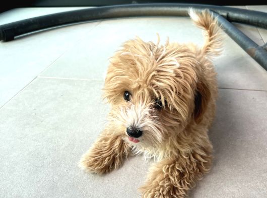 4 Aylik Asilari Yapilmis Maltipoo Yavrusu