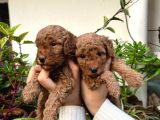 Yüksek Kali̇te Toy Poodle Yavrulari