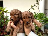 Yüksek Kali̇te Toy Poodle Yavrulari