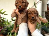 Yüksek Kali̇te Toy Poodle Yavrulari