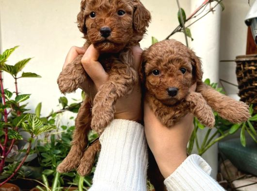 Yüksek Kali̇te Toy Poodle Yavrulari görsel