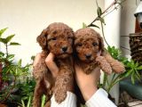 Yüksek Kali̇te Toy Poodle Yavrulari