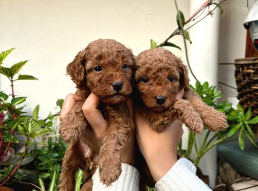 Yüksek Kali̇te Toy Poodle Yavrulari görsel