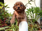 YÜKSEK KALİTE TOY POODLE YAVRULARI