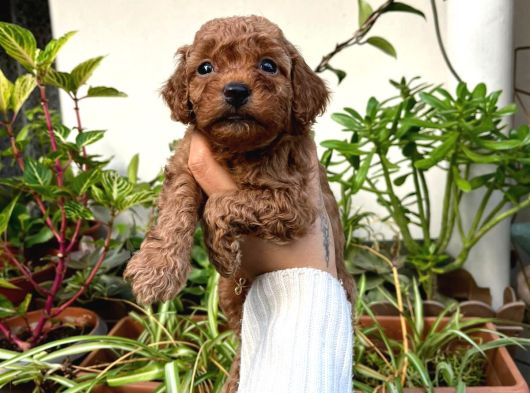 Yüksek Kali̇te Toy Poodle Yavrulari