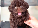 CHOCOLATE BROWN TEACUP KORE POODLE BEBEĞİMİZ
