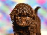 Chocolate Brown Teacup Kore Poodle Bebeği̇mi̇z