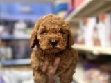 Toy poodle yavrumuz ırk garantili