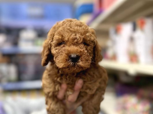 Toy Poodle Yavrumuz Irk Garantili