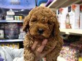 Toy Poodle Yavrumuz Irk Garantili