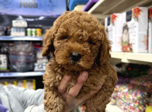 Toy Poodle Yavrumuz Irk Garantili görsel