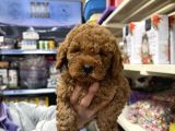 Toy Poodle Yavrumuz Irk Garantili