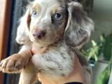 Mavi̇ Gözlü Long Hai̇r Merle Dacshund Yavrumuz En Özel