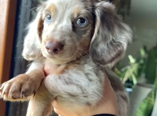 Mavi̇ Gözlü Long Hai̇r Merle Dacshund Yavrumuz En Özel görsel