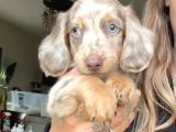 Mavi̇ Gözlü Long Hai̇r Merle Dacshund Yavrumuz En Özel