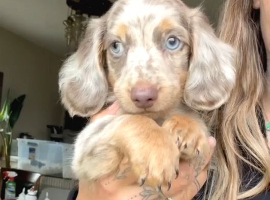 Mavi̇ Gözlü Long Hai̇r Merle Dacshund Yavrumuz En Özel görsel