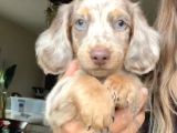 MAVİ GÖZLÜ LONG HAİR MERLE DACSHUND YAVRUMUZ EN ÖZEL