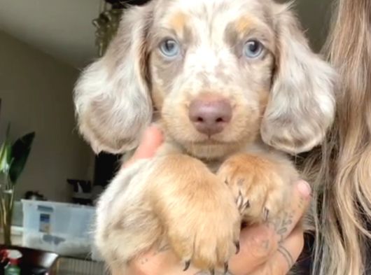 Mavi̇ Gözlü Long Hai̇r Merle Dacshund Yavrumuz En Özel