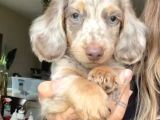 Mavi̇ Gözlü Long Hai̇r Merle Dacshund Yavrumuz En Özel