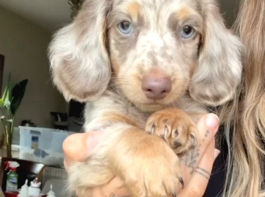 Mavi̇ Gözlü Long Hai̇r Merle Dacshund Yavrumuz En Özel görsel