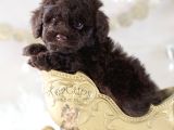 Teacup chocolate iBrown Poodle Bebek