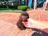 Teacup Chocolate Ibrown Poodle Bebek