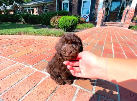 Teacup Chocolate Ibrown Poodle Bebek görsel