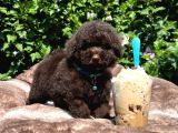 Teacup Chocolate Ibrown Poodle Bebek