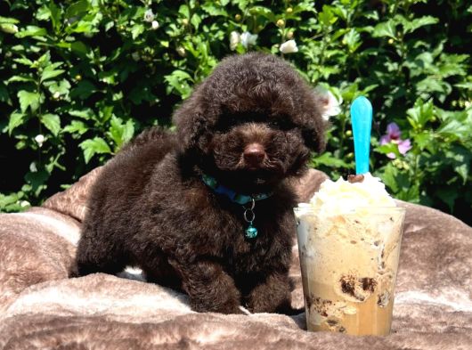 Teacup Chocolate Ibrown Poodle Bebek görsel