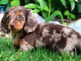 CHOCO MERLE LONG HAİR MAVİ GÖZLÜ BEBEĞİMİZ AŞILI