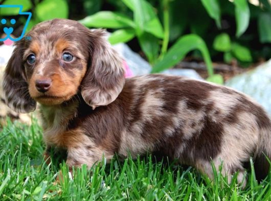 Choco Merle Long Hai̇r Mavi̇ Gözlü Bebeği̇mi̇z Aşili