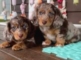 Choco Merle Long Hai̇r Mavi̇ Gözlü Bebeği̇mi̇z Aşili