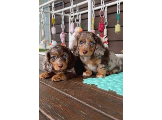 Choco Merle Long Hai̇r Mavi̇ Gözlü Bebeği̇mi̇z Aşili görsel