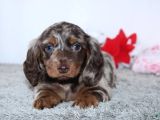 Choco Merle Long Hai̇r Mavi̇ Gözlü Bebeği̇mi̇z Aşili