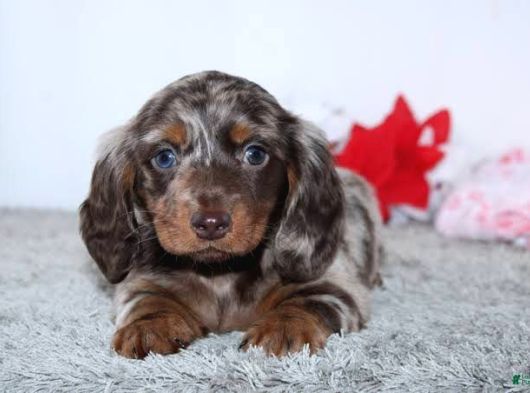 Choco Merle Long Hai̇r Mavi̇ Gözlü Bebeği̇mi̇z Aşili görsel