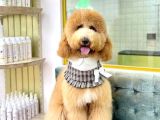 Çi̇ftli̇ği̇mi̇zden Gerçek Labradoodle Çeşi̇t Çeşi̇t Bebekler