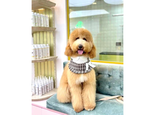 Çi̇ftli̇ği̇mi̇zden Gerçek Labradoodle Çeşi̇t Çeşi̇t Bebekler görsel