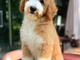 Çi̇ftli̇ği̇mi̇zden Gerçek Labradoodle Çeşi̇t Çeşi̇t Bebekler