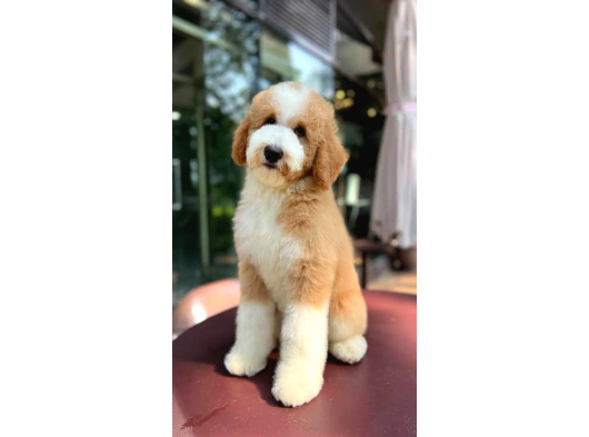 Çi̇ftli̇ği̇mi̇zden Gerçek Labradoodle Çeşi̇t Çeşi̇t Bebekler görsel