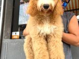ÇİFTLİĞİMİZDEN GERÇEK LABRADOODLE ÇEŞİT ÇEŞİT BEBEKLER
