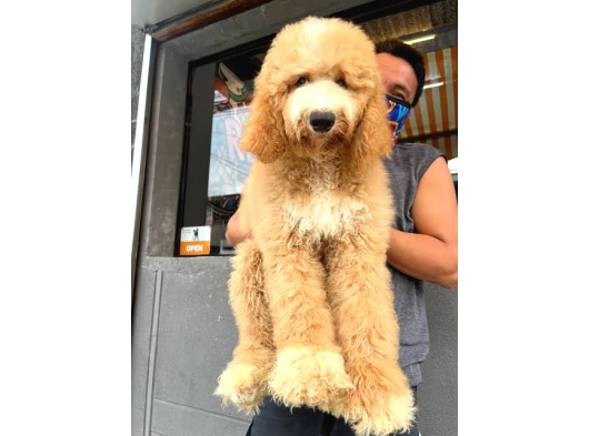 Çi̇ftli̇ği̇mi̇zden Gerçek Labradoodle Çeşi̇t Çeşi̇t Bebekler